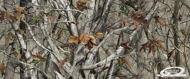 camouflage woodland camouflage, plant, tree, plant part, leaf