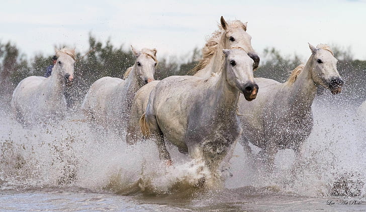 HD wallpaper: squirt, movement, horses, running, pond, gallop, the herd,  jump | Wallpaper Flare