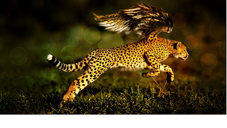 Cheetah 4K Wallpapers  Top Free Cheetah 4K Backgrounds  WallpaperAccess