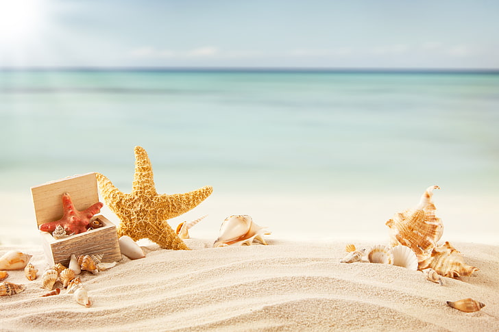 brown starfish, sand, sea, beach, tropics, shell, vacations, summer, HD wallpaper