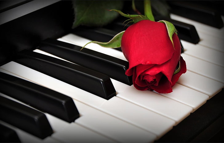 red rosebud, flower, keys, piano, music, piano Key, musical Instrument, HD wallpaper