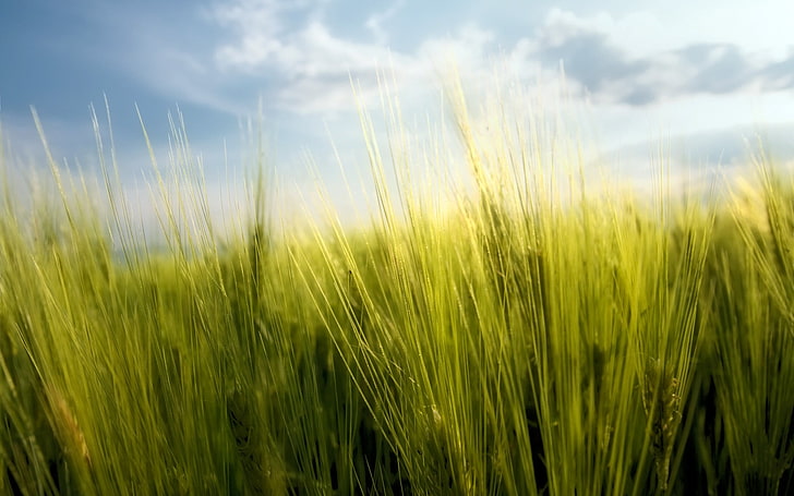 green grasses, macro, nature, spring, wheat, Bulgaria, field, HD wallpaper