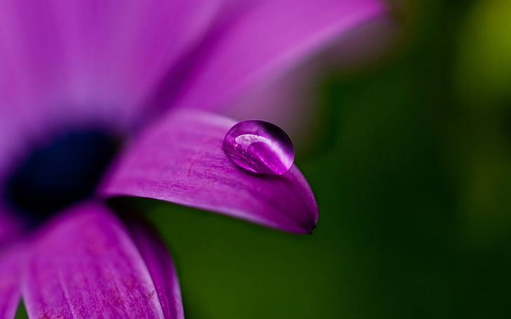 purple Osteospermum daisy flower, drop, plant, shadow, nature, HD wallpaper