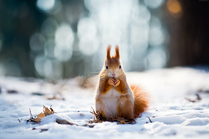 winter, squirrel, snow, 4K, cute animals