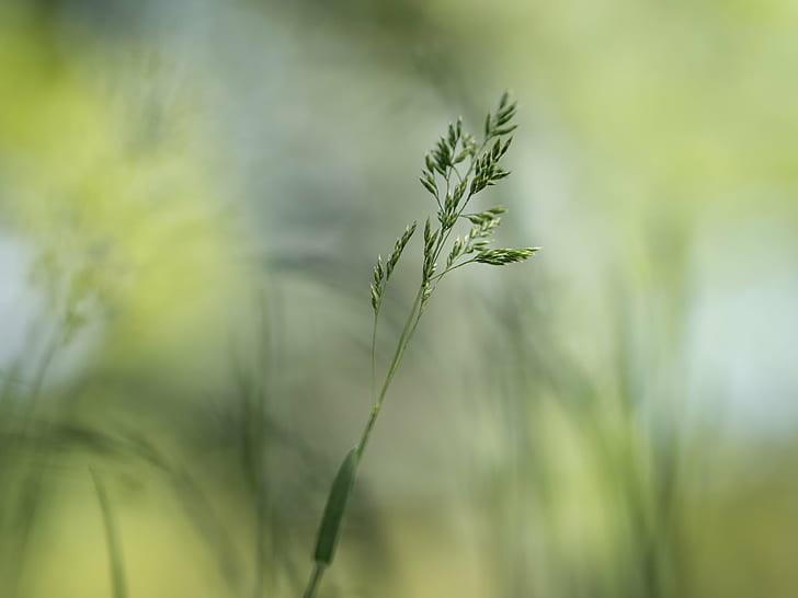 macro photography of green plant, Individual, grass  green, green  meadow, HD wallpaper
