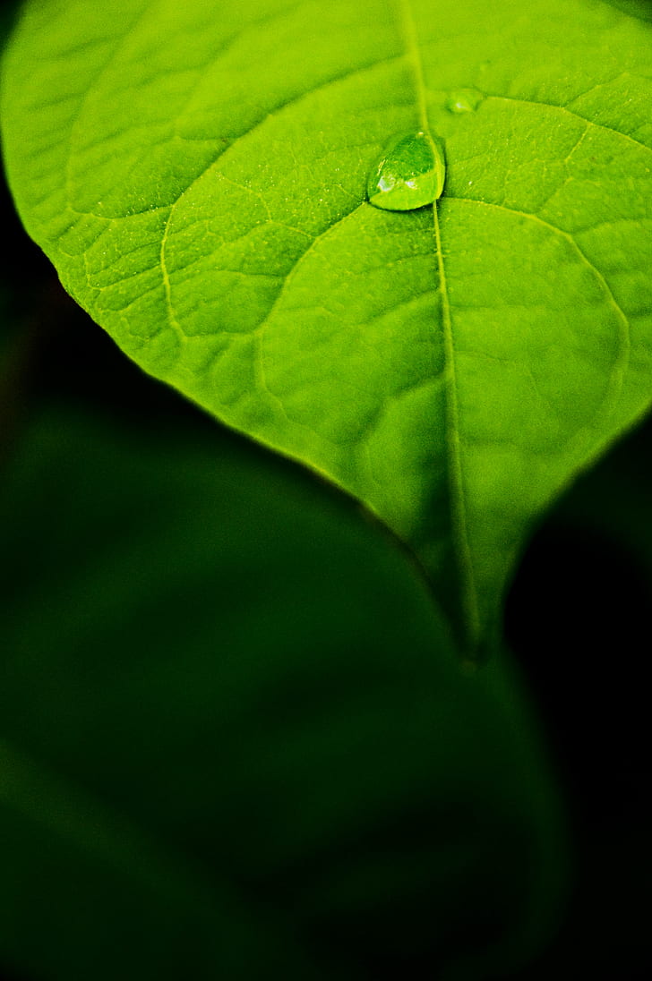 macro photography of green leaf with rain drop, Sigma, f/2.8, HD wallpaper