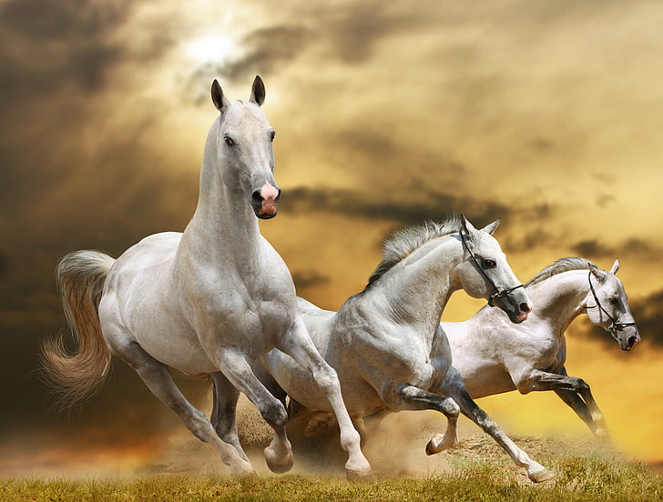 Ultimate Horse Racing Game : Free Trail Riding 3D:Amazon.com:Appstore for  Android