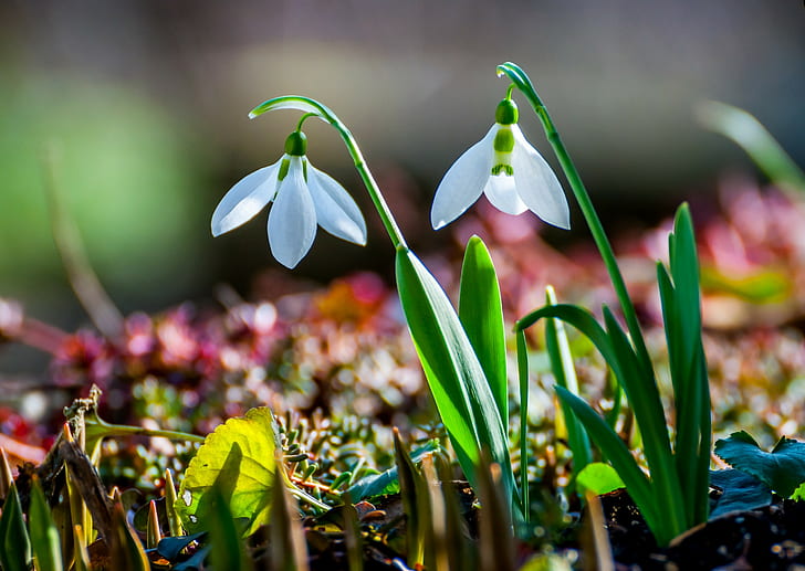 Snowdrop nature, two white flowers, spring