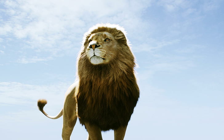 Aslan - Lion, aslan of narnia, animal, animals, HD wallpaper