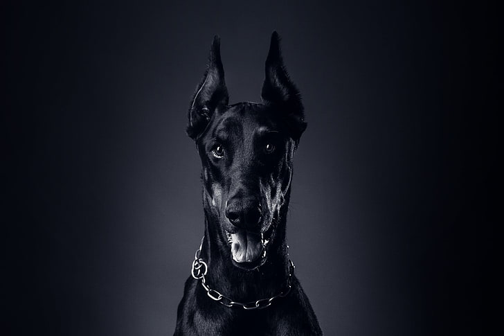adult black and tan Doberman pinshcer, language, Dog, chain, collar, HD wallpaper