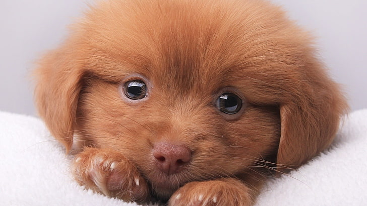 short-coated brown puppy, dog, puppies, animals, one animal, mammal, HD wallpaper