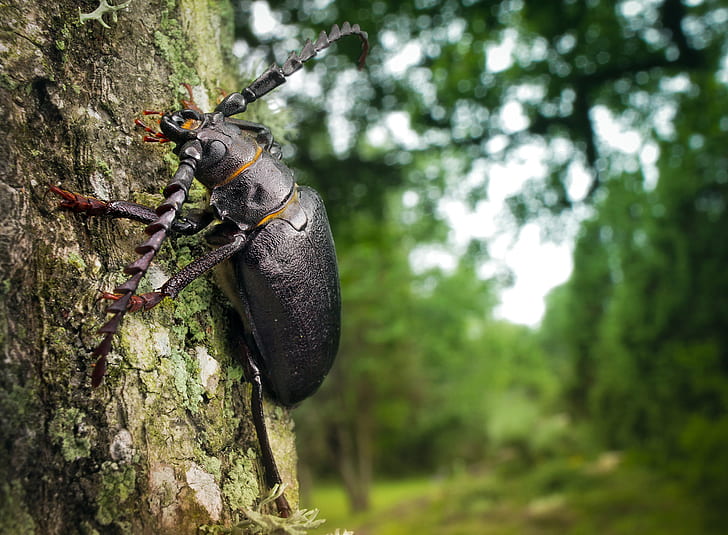 trees, insect, beetles, wood, animals