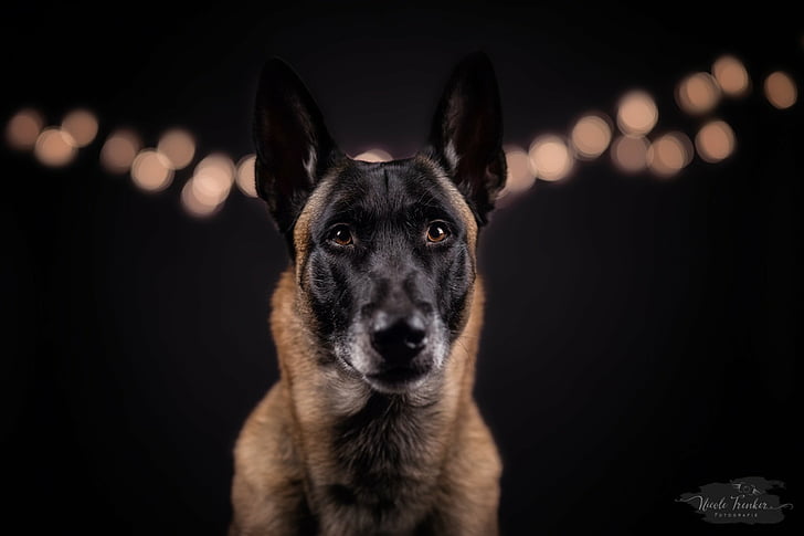 Dogs, Belgian Malinois, Bokeh, Pet, HD wallpaper