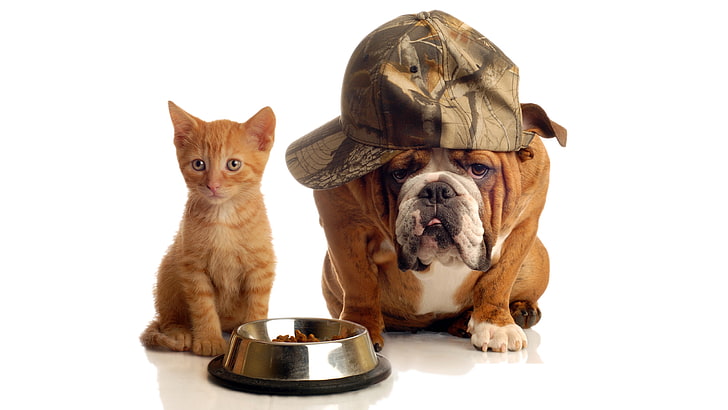 funny picture of bulldog and kitten together, pets, animal themes, HD wallpaper