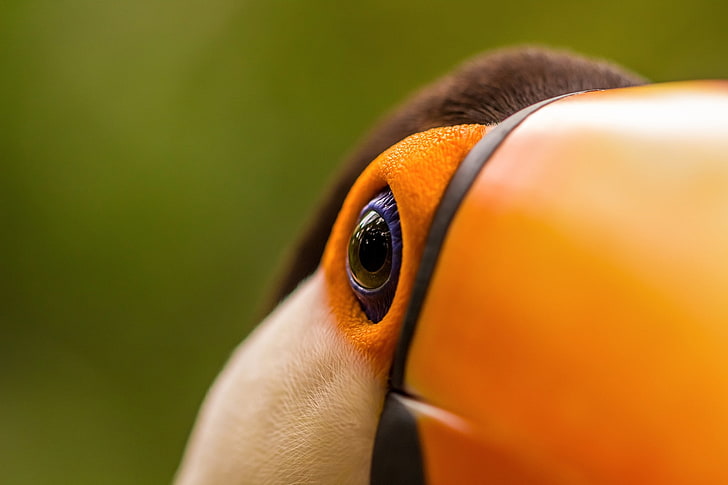 HD wallpaper: birds, animals, toucans, human body part, close-up, orange  color | Wallpaper Flare