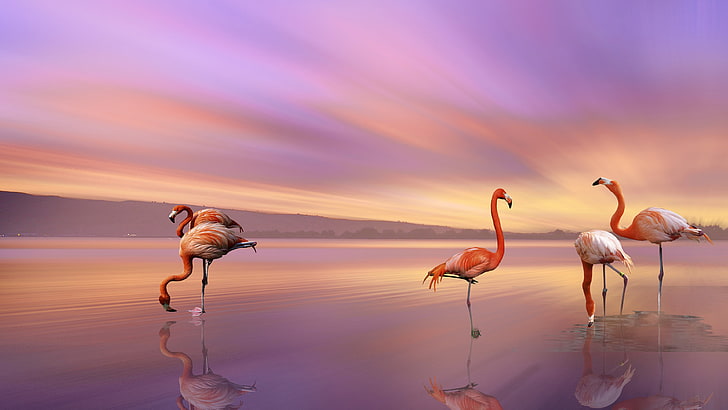 Bird Greater Flamingo The Most And Most Distributed Family Flamingo It There In Africa Middle East Southern Europe Hd Wallpaper For Mobile And Tablet 3840×2160