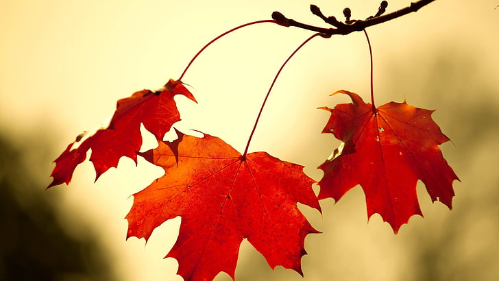 selective focus photography of red maple leaf, leaves, fall, nature, HD wallpaper