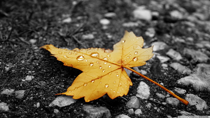 brown maple leaf, nature, leaves, water drops, selective coloring, HD wallpaper