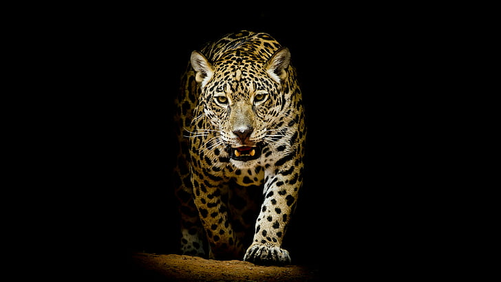 leopard, mammal, wildlife, terrestrial animal, big cat, darkness, HD wallpaper