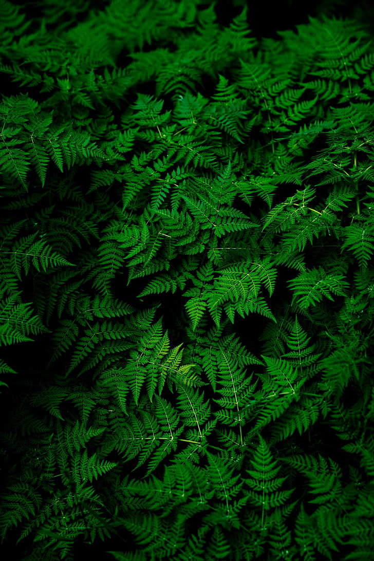 1920x1080px  free download  HD wallpaper nature plants ferns  