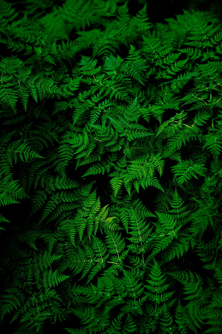 green leafed plant, nature, plants, ferns, macro, leaves, green color, HD wallpaper