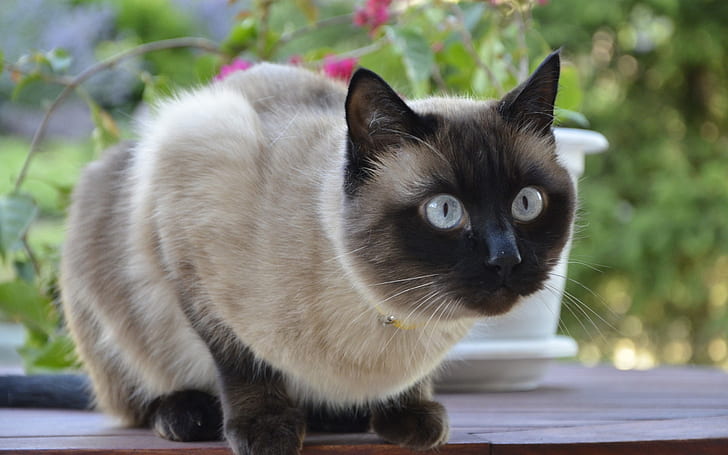 Siamese Cat, cute, HD wallpaper