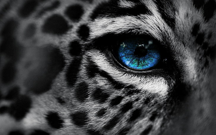 blue eyed cat photo, leopard, snow leopards, leopard (animal), HD wallpaper