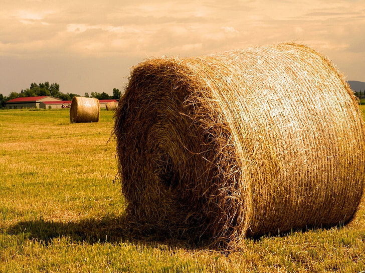 brown hey, hay, agriculture, bales, gold, summer, field, nature