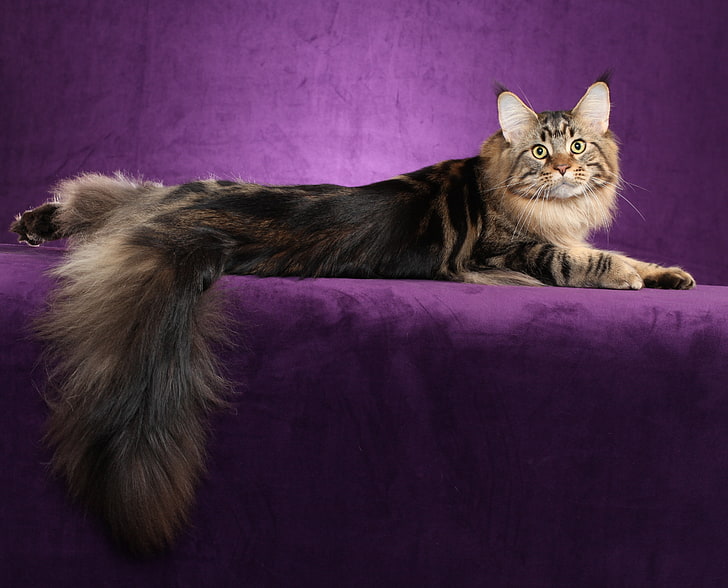 brown maine coon, cat, fluffy, tail, domestic Cat, pets, animal