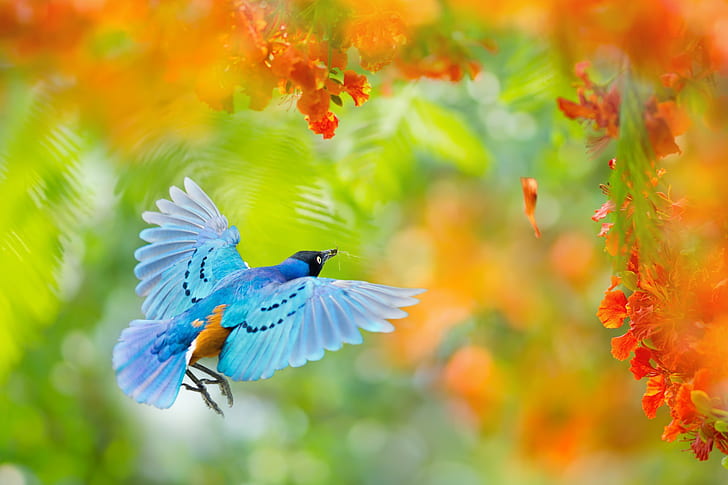 Flying bird in Africa, back, blue, flower, formosan, mantis, park, HD wallpaper