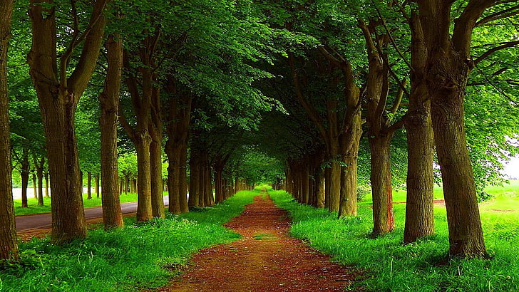 roadside, countryside, alley, trees, tree alley, woodland, grove, HD wallpaper