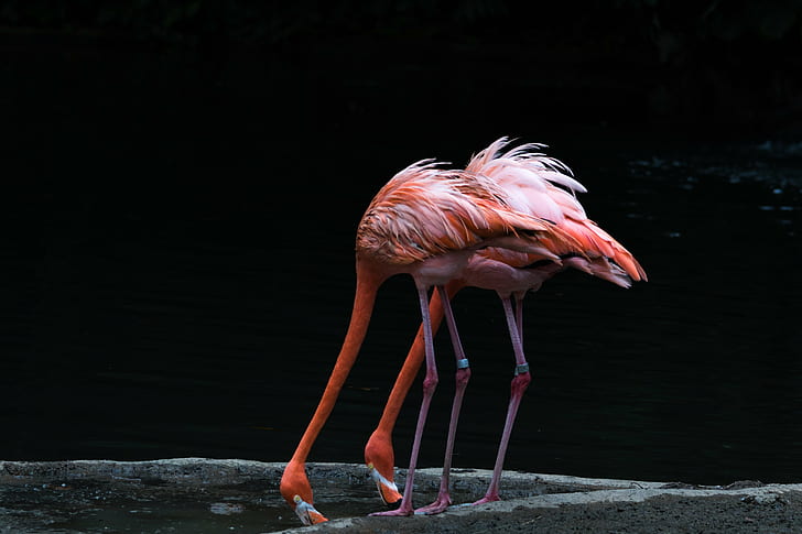 two pink flamingos drinking water, flamingoes, singapore, flamingoes, singapore, HD wallpaper