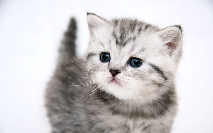 Cute kitten cat, silver tabby kitten, HD wallpaper