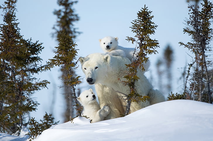 Bears, Polar Bear, Baby Animal, Cub, Wildlife, predator (Animal)