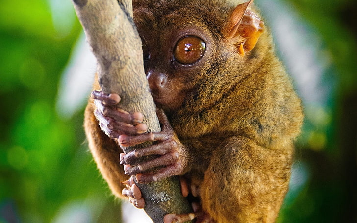 brown tarsier, primate, genus, big eyes, animal, wildlife, mammal, HD wallpaper