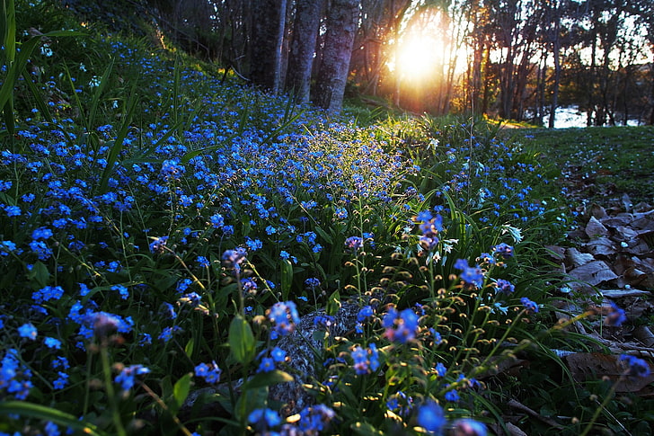 blue flowers and green leaves, nature, sunlight, forget-me-nots, HD wallpaper