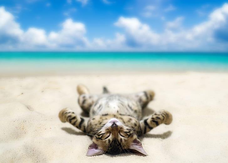 Funny cat lying on beach, gray and black kitten, Sea, sand, sky