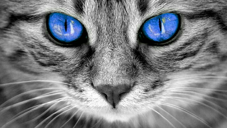 Hd Wallpaper Cat Blue Eyes Whiskers Face Black And White Photography Wallpaper Flare