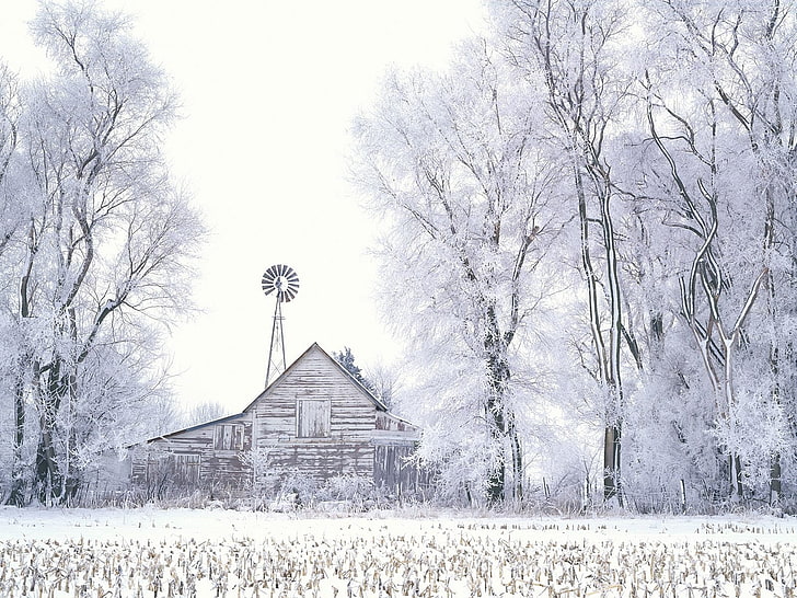 brown barn, winter, snow, house, hoarfrost, trees, canes, rural Scene