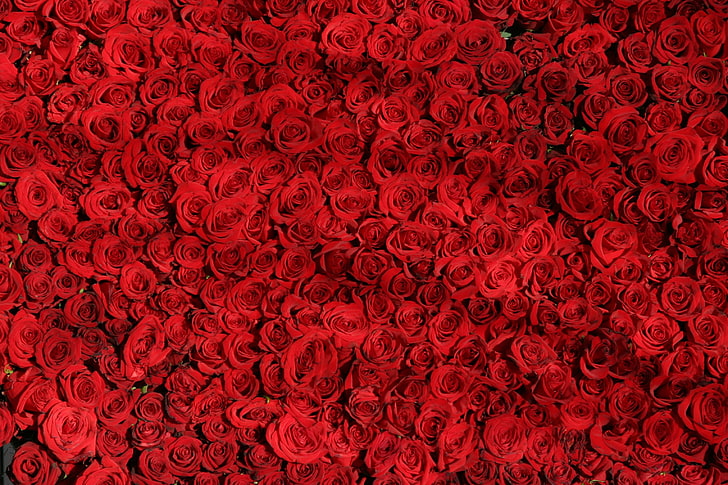 bed of red roses, many, surface, full frame, backgrounds, no people
