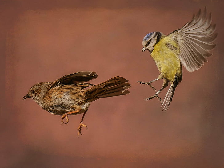 two birds in flight, animal, nature, wildlife, sparrow, beak, HD wallpaper