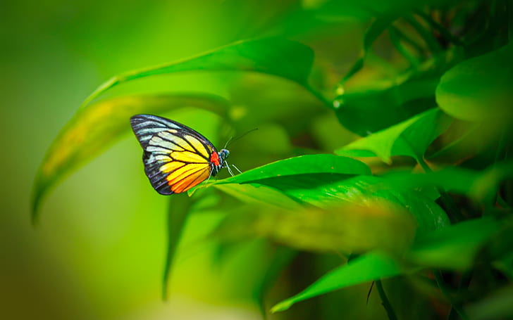Butterfly, insect, plant, green leaves, yellow and black butterfly, HD wallpaper