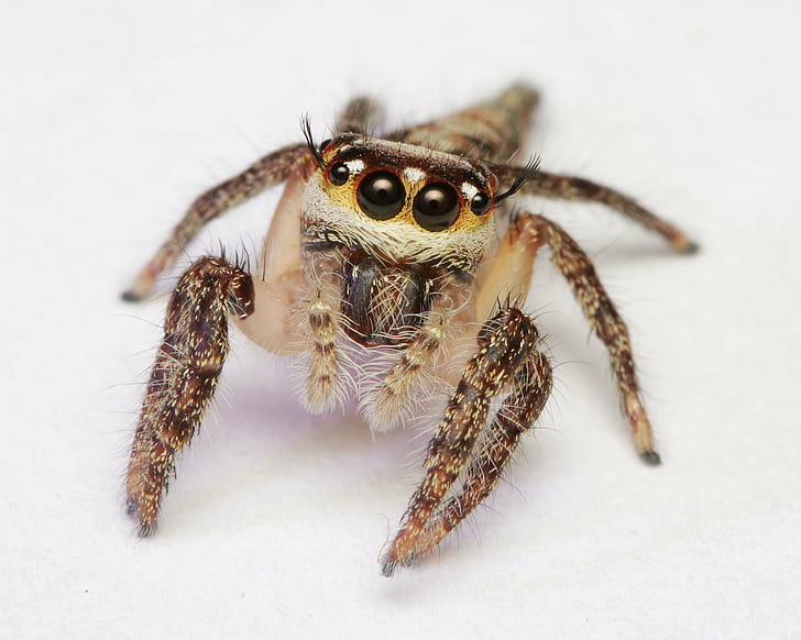close up photo of spiders, jumping spider, jumping spider, Tribe, HD wallpaper