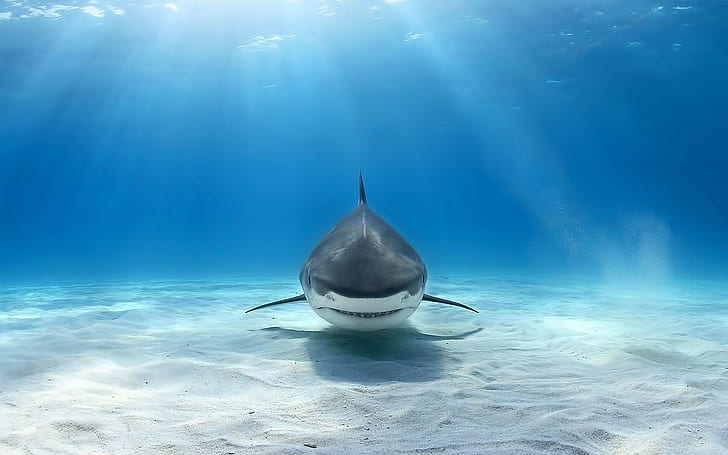 animals, Great White Shark, underwater