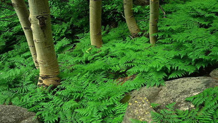 Green Fern In The Forest, green leaf plant, ferns, forests, trees