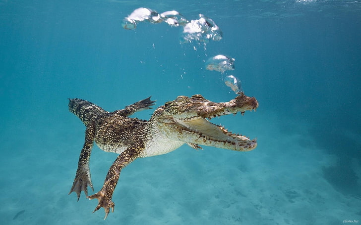 brown crocodile, underwater, crocodiles, reptiles, bubbles, animals, HD wallpaper