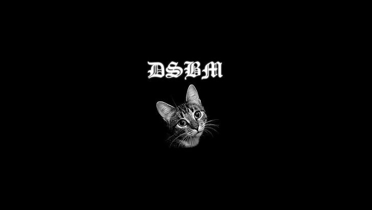 silver Tabby cat wallpaper, black metal, music, dsbm, animals