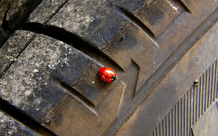 red and black ladybug, ladybugs, tires, insect, animal wildlife, HD wallpaper