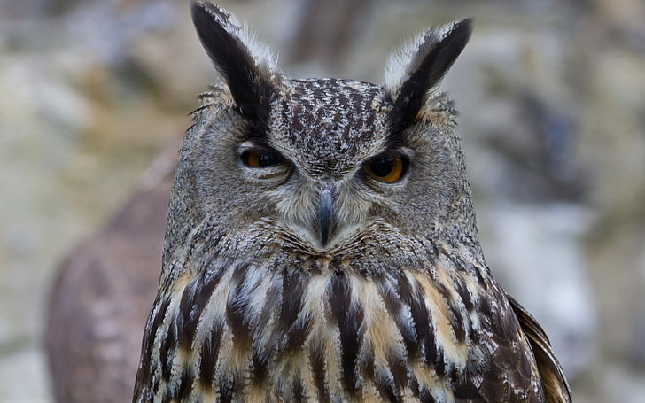 gray and black owlk, bird, predator, eyes, wildlife, bird of Prey, HD wallpaper