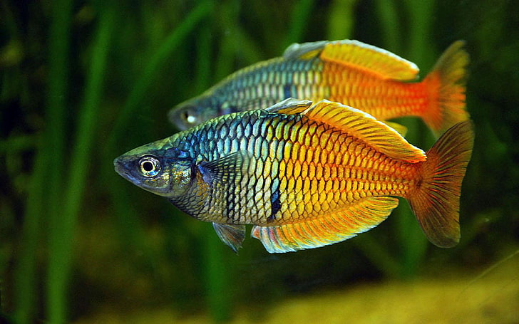 Melanotaenia Boesemani Freshwater Aquarium Fish, animal wildlife, HD wallpaper